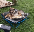 Navigator Dog-Bed Feldbett für Hunde